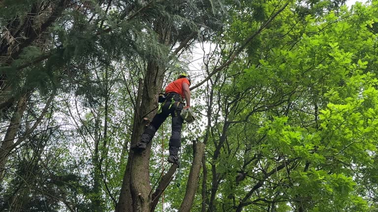 Best Hedge Trimming  in Bethel Rk, PA